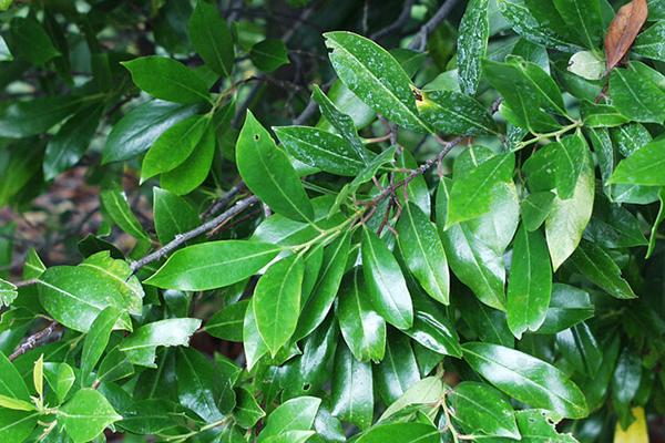 Bright n Tight Cherry Laurel