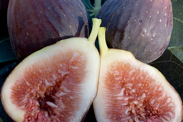 Purple Smyrna Fig