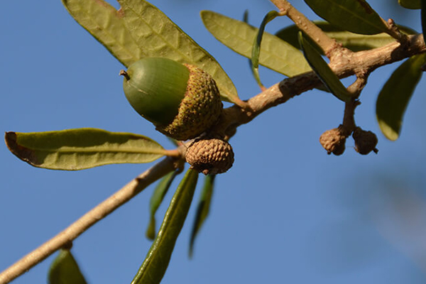 Southern Live Oak