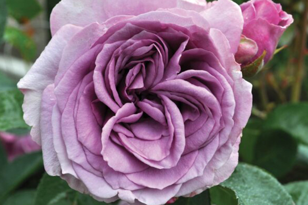 Quicksilver Arborose®