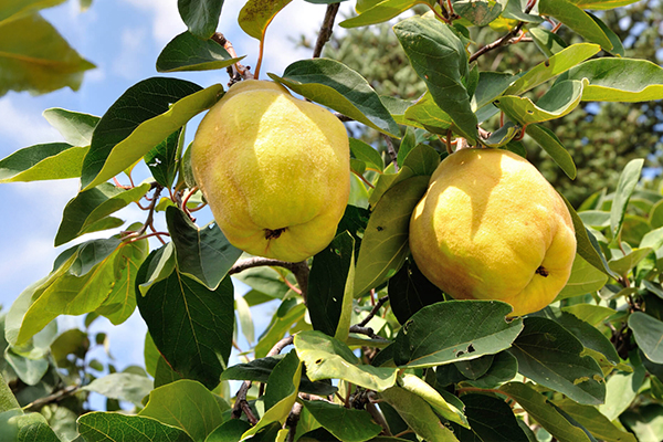 Quince Trees