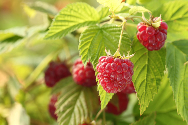 Raspberries