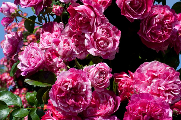 Raspberry Cream Twirl™