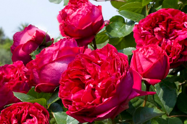 Red Eden® Climbing Rose