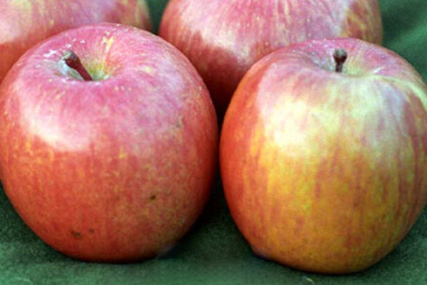 Red Fuji Apple
