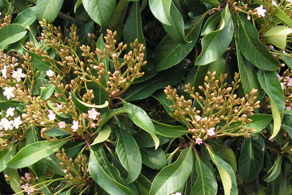 Majestic Beauty Indian Hawthorn