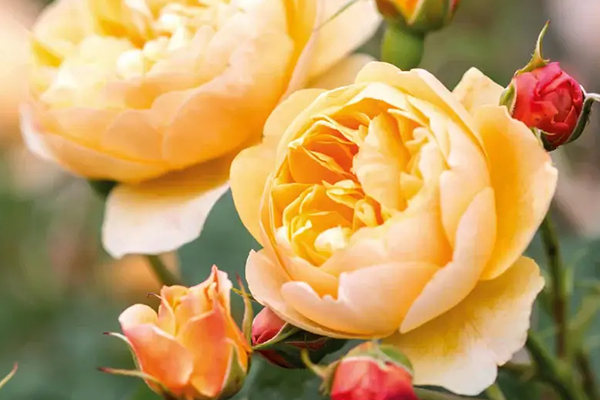 Roald Dahl English Rose