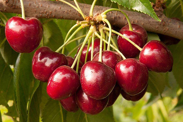 Royal Crimson Cherry