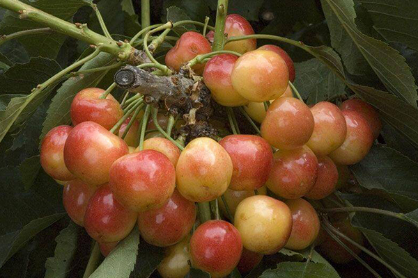 Royal Rainier Cherry