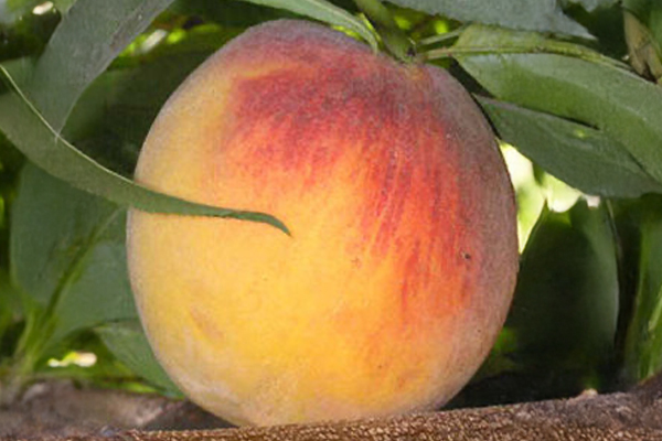 Rubidoux Peach
