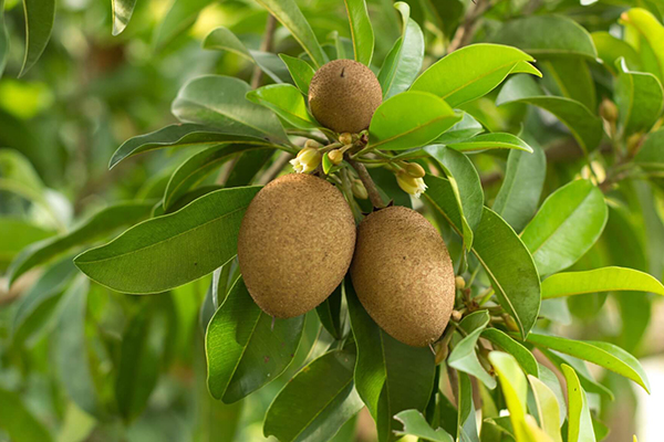 Sapodilla Trees