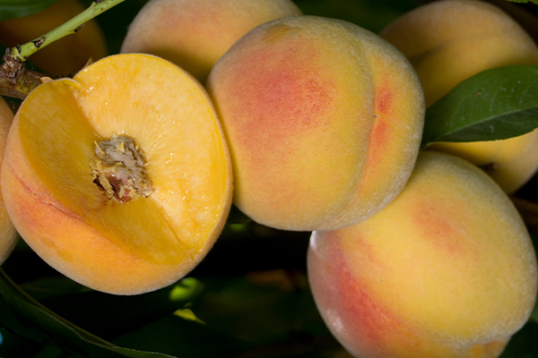 Saturn Peach