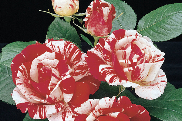 Scentimental Floribunda