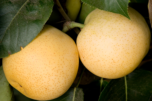 Shinseiki Asian Pear