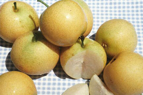 Shinseiki Asian Pear