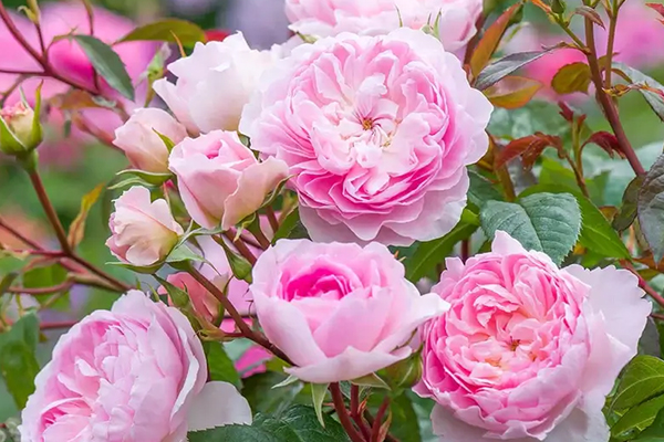 Silas Marner English Rose
