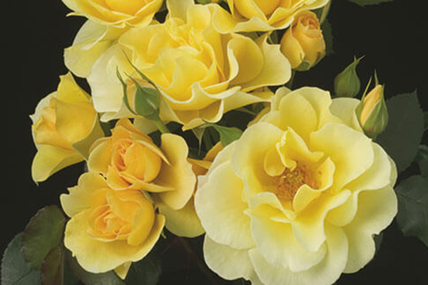 Sky’s The Limit™