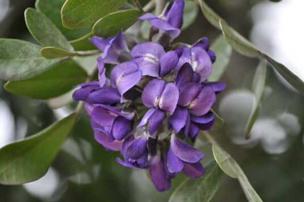 Texas Mountain Laurel