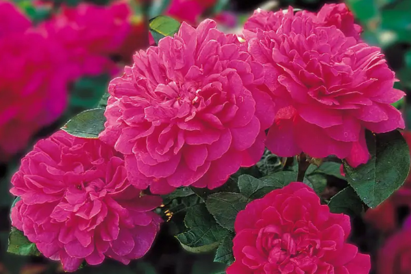 Sophy’s Rose English Rose