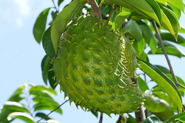Soursop Trees