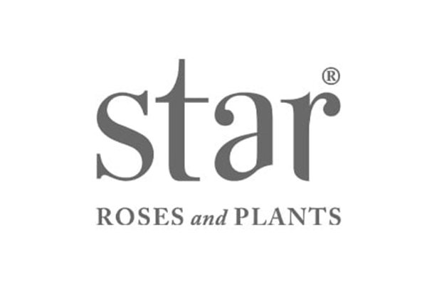 Star Roses