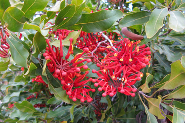 Firewheel Tree