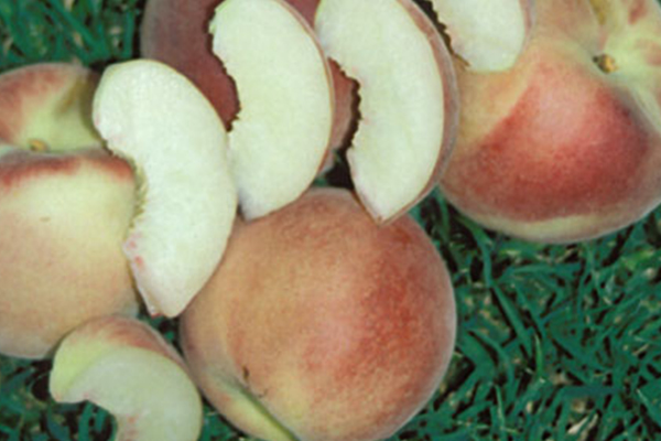 Strawberry Free Peach