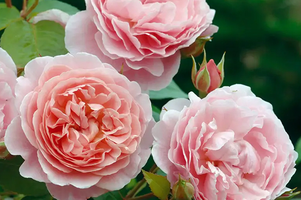 Strawberry Hill English Rose