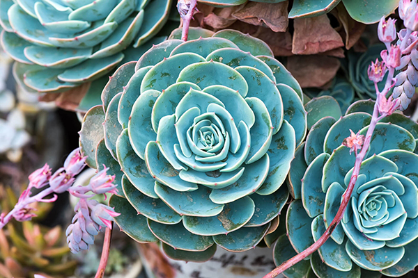 Succulents