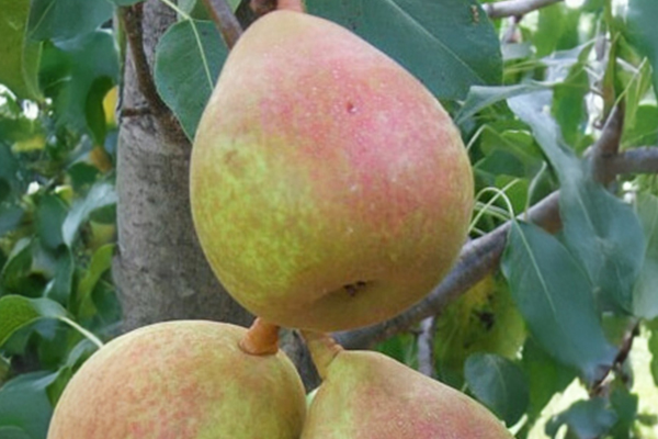 Sugar Pear Tree