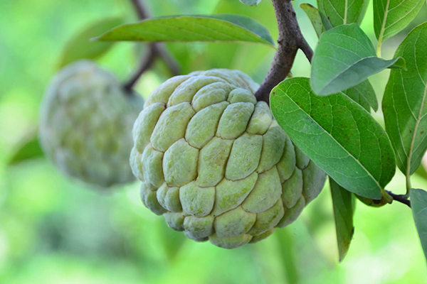 Sugar Apple Trees