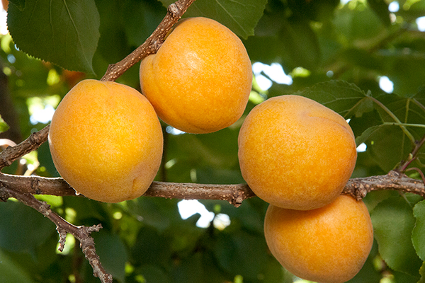 Summer Delight Aprium®