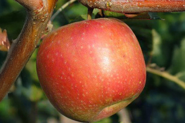 Sundowner Apple