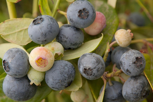 Sunshine Blue Blueberry