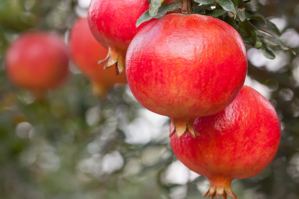 Sweet Pomegranate
