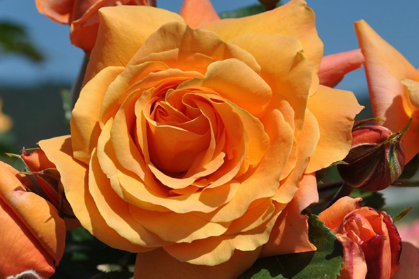 Tangerine Skies Arborose®