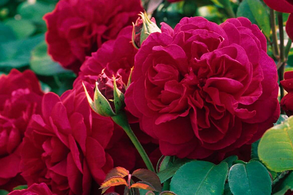 Tess of the D’Ubervilles English Rose