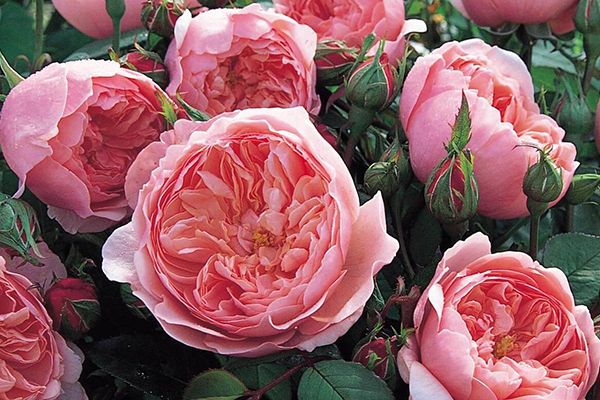 The Alnwick Rose English Rose