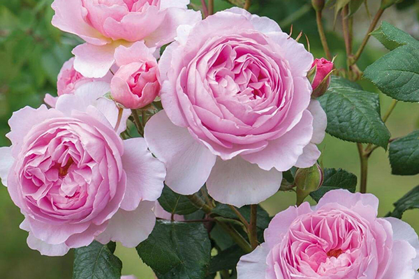 The Ancient Mariner English Rose