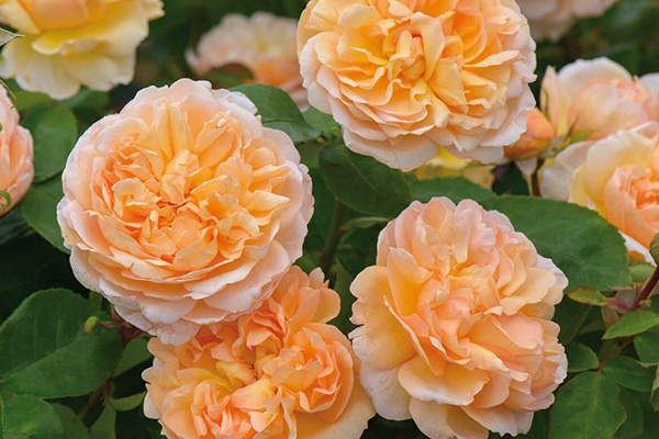 The Lady Gardener English Rose