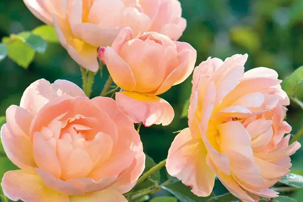 The Lark Ascending English Rose