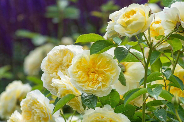The Pilgrim English Rose