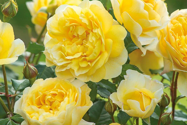 The Poet’s Wife English Rose
