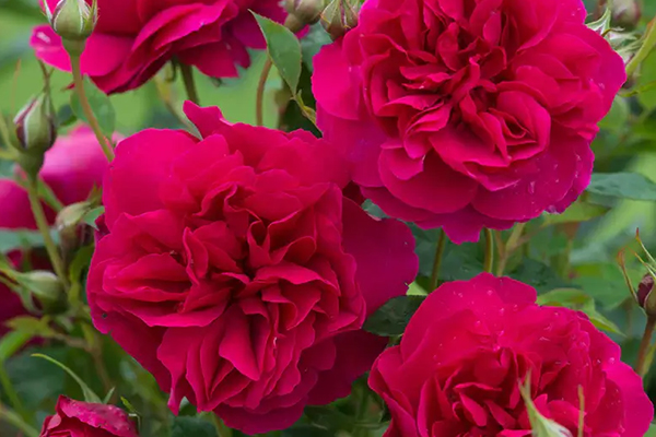 Thomas à Becket English Rose