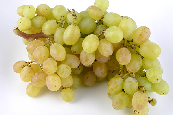 Thompson Seedless Grape