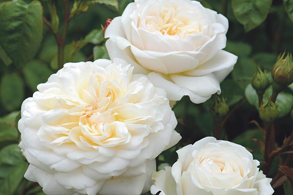 Tranquility English Rose