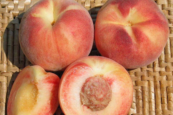 Tri-Lite Peach-Plum Hybrid