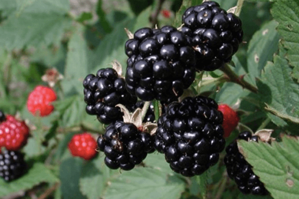 Triple Crown Blackberry