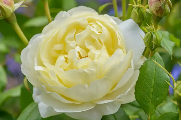 Vanessa Bell English Rose