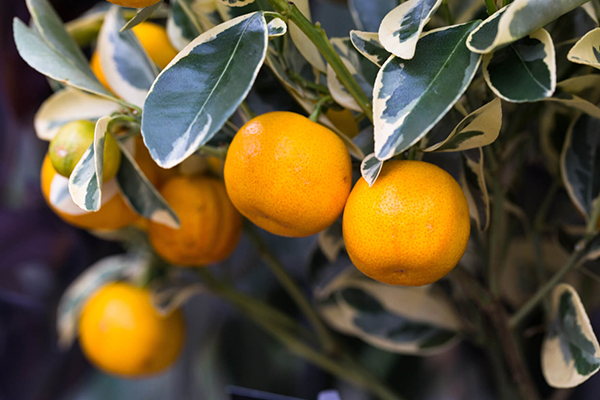 Variegated Calamondin